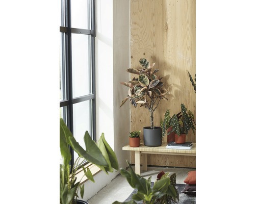 Interieurfoto met verschillende kamerplanten in potten op een houten bank bij een raam.