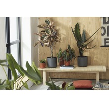 Interieurfoto met diverse kamerplanten in potten op een houten bank voor een houten wand.