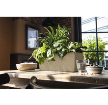 Rechthoekige plantenbak van kunststof met verschillende planten op een houten tafel