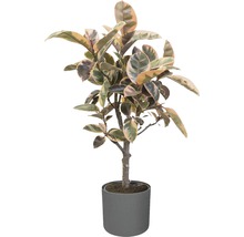 Rubberboom kamerplant in pot