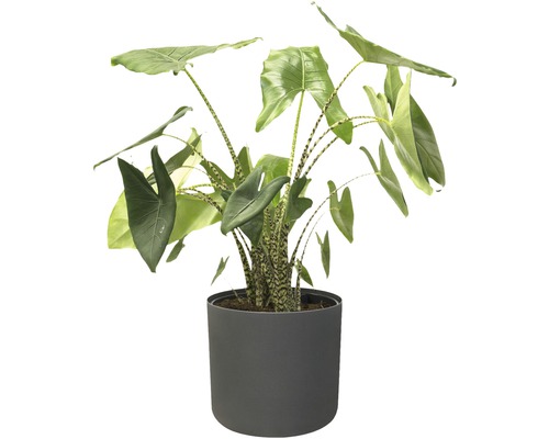 Alocasia kamerplant in pot