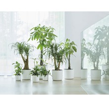 Diverse kamerplanten in witte potten op een lichte vloer.