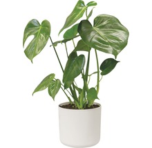 Monstera kamerplant in witte pot
