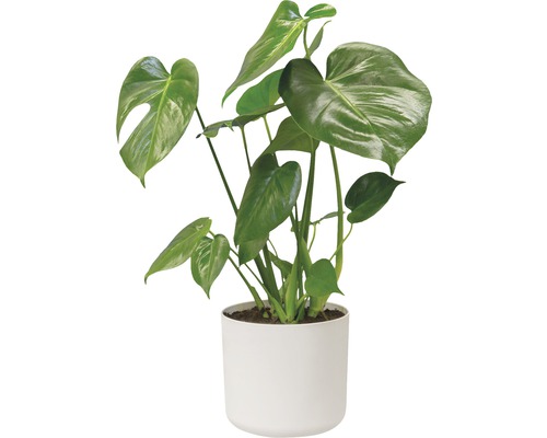 Monstera kamerplant in witte pot