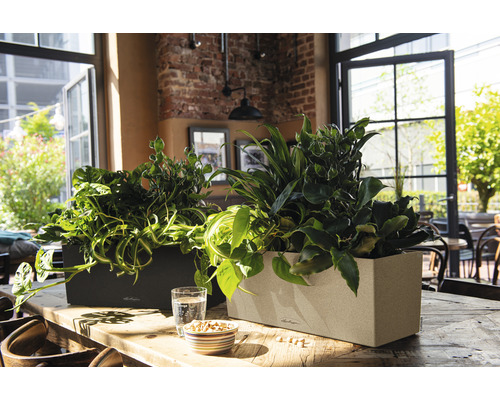 Twee rechthoekige plantenbakken met kamerplanten op een tafel in een lichte ruimte.