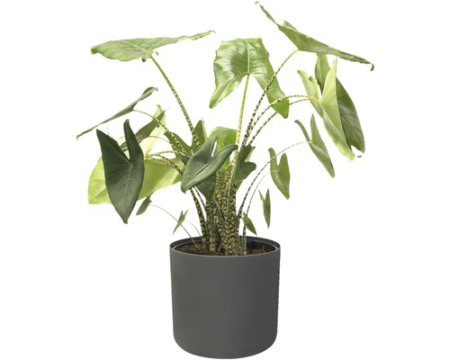 Alocasia kamerplant in een pot