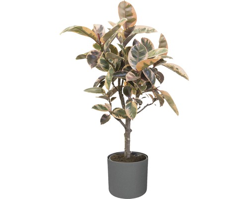 Rubberboom kamerplant in pot