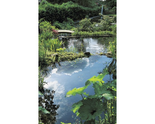 Vijver met waterplanten en een kleine houten brug in een tuin