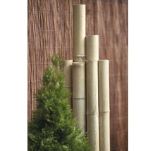 Bamboe schutting en groene plant in de tuin