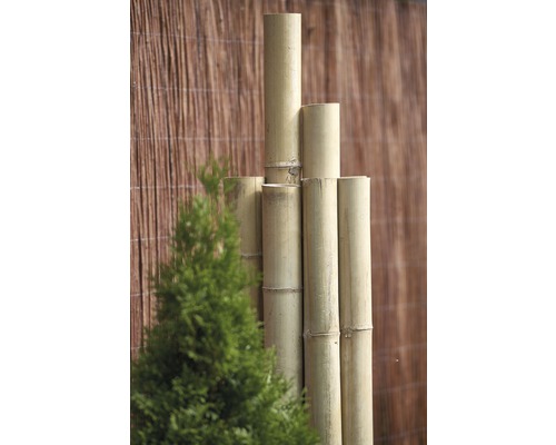 Bamboe schutting en groene plant in de tuin