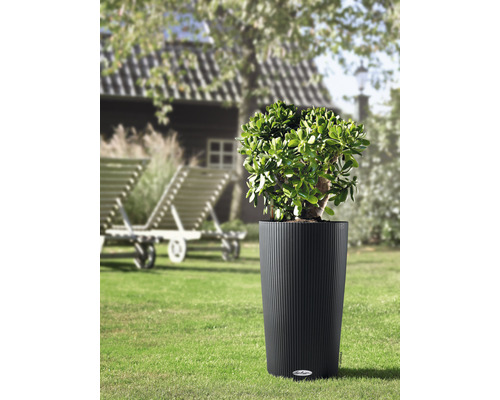 Plant in een geribbelde plantenbak in de tuin.