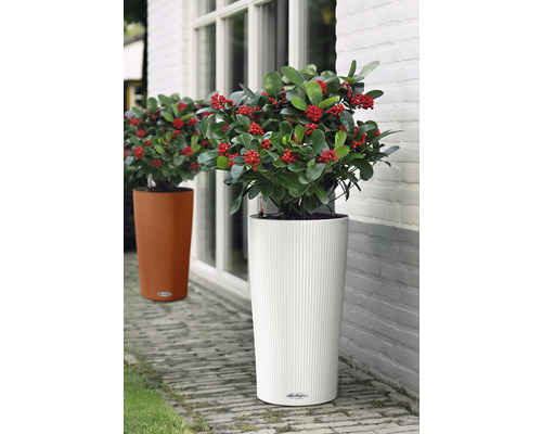 Twee plantenbakken met beplanting staan voor een gebouw.