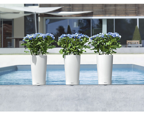 Drie witte plantenbakken met hortensia''s bij het zwembad