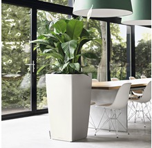 Kamer met een hoge, vierkante plantenbak en een kamerplant