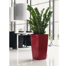 Zamioculcas kamerplant in een plantenbak