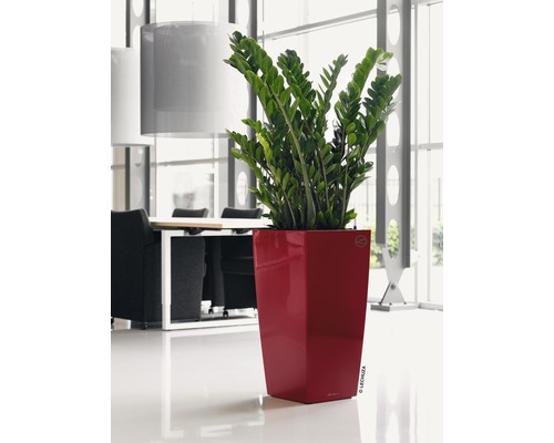 Zamioculcas kamerplant in een plantenbak