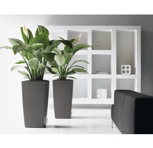 Twee hoge, grijze plantenbakken met planten en witte bloemen voor een witte plank