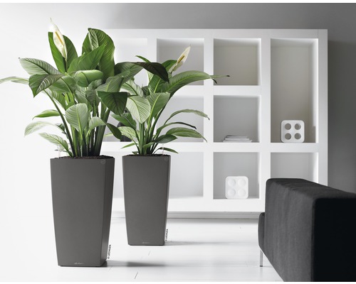 Twee hoge, grijze plantenbakken met planten en witte bloemen voor een witte plank