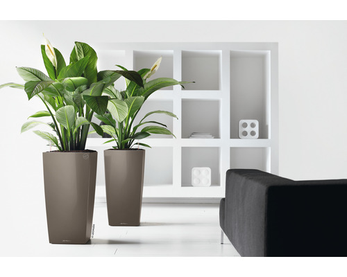 Twee kamerplanten in hoge plantenbakken in een lichte ruimte