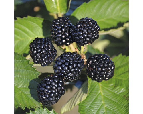 FLORASELF Braam Rubus idaeus 'Black Jewel' potmaat Ø 24.0 cm H 150-180 cm