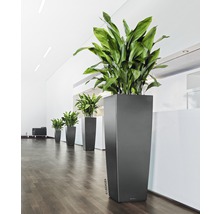 Rij van hoge plantenbakken met groene planten in een lichte ruimte.