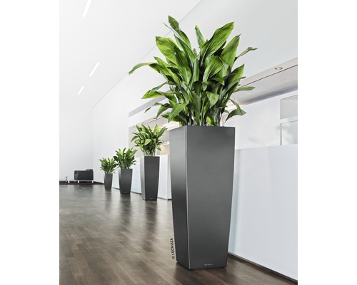 Rij van hoge plantenbakken met groene planten in een lichte ruimte.