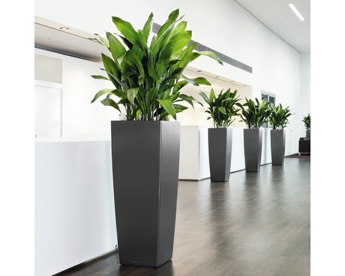 Rij hoge plantenbakken met groene planten in een ruimte