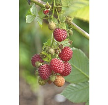 FLORASELF® Framboos Rubus idaeus 'Pokusa'