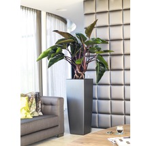 Interieurfoto van een woonkamer met een plant in een hoge, vierkante plantenbak