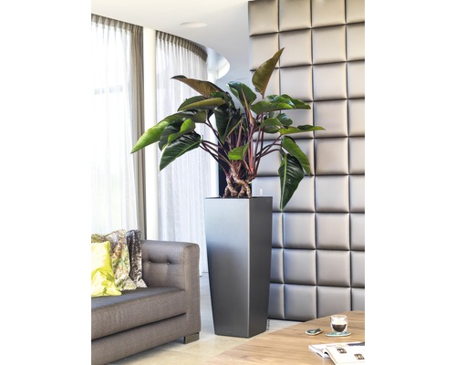 Interieurfoto van een woonkamer met een plant in een hoge, vierkante plantenbak