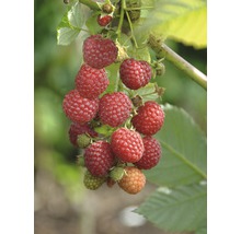 FLORASELF® Framboos Rubus idaeus 'Pokusa'