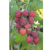 FLORASELF® Framboos Rubus idaeus 'Pokusa'