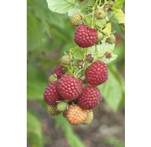 FLORASELF® Framboos Rubus idaeus 'Pokusa'