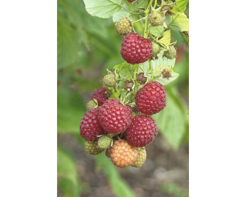 FLORASELF® Framboos Rubus idaeus 'Pokusa'