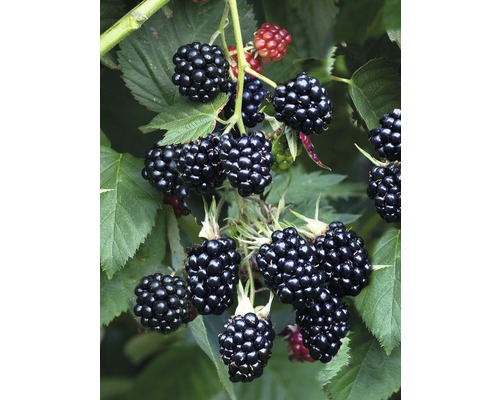 FLORASELF Braam Rubus fruticosus 'Chester Thornless' potmaat Ø 17 cm H 60-80 cm Close-up van bramen aan de struik
