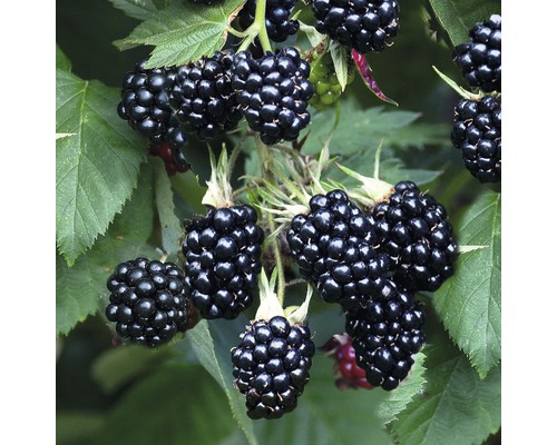 Close-up van bramen aan de struik.
