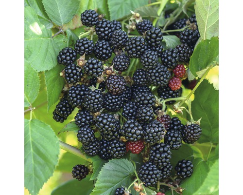 Bramen aan de struik