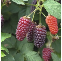 FLORASELF® Framboos Rubus fruticosus 'Thornless Loganberry'