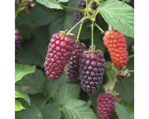 FLORASELF® Framboos Rubus fruticosus 'Thornless Loganberry'