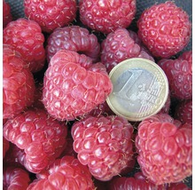 FLORASELF® Framboos Rubus idaeus 'Aroma Queen'
