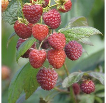 FLORASELF® Framboos Rubus idaeus 'Aroma Queen'