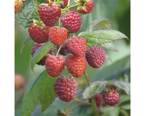 FLORASELF® Framboos Rubus idaeus 'Aroma Queen'