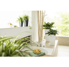 Badkamer met planten in plantenbakken en badkamerartikelen
