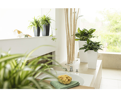 Badkamer met planten in plantenbakken en badkamerartikelen