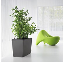 Vierkante plantenbak met groene plant en een groene stoel op de achtergrond