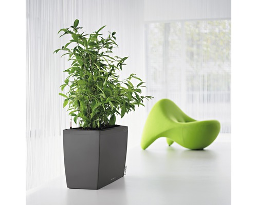 Vierkante plantenbak met groene plant en een groene stoel op de achtergrond