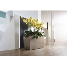 Decoratieve orchidee in een plantenbak binnenshuis