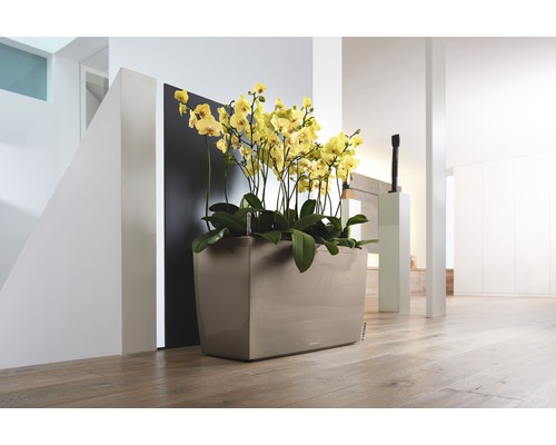 Decoratieve orchidee in een plantenbak binnenshuis