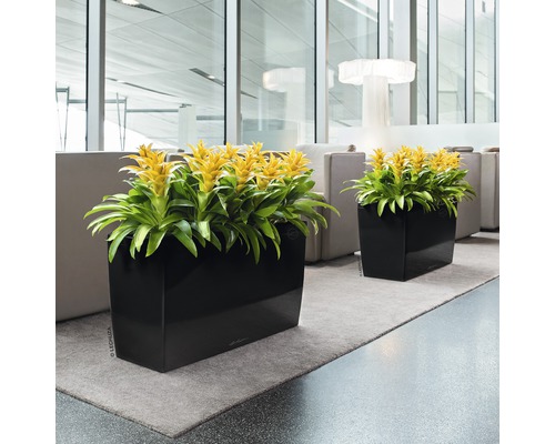Twee plantenbakken met gele bromelia''s in een lichte ruimte.
