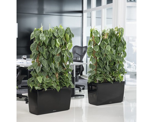 Twee beplante room dividers in een kantoor met klimplanten in zwarte plantenbakken.